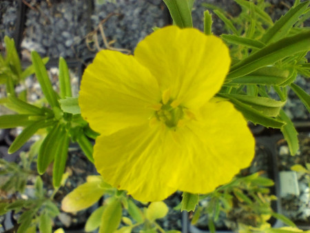 Calylophus serrulatus